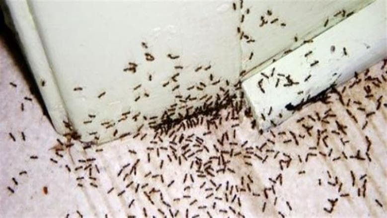 توابل منزلية تمنع دخول النمل