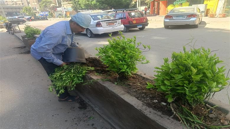 محافظة الجيزة توسع المساحات الخضراء