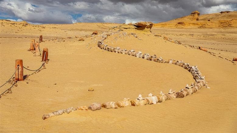 أكبر مقبرة للحيتان القديمة في الفيوم