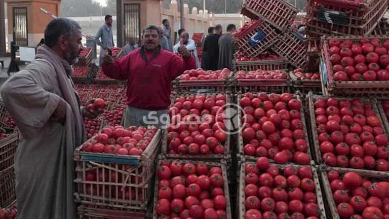 حاتم النجيب يؤكد استقرار أسعار الطماطم