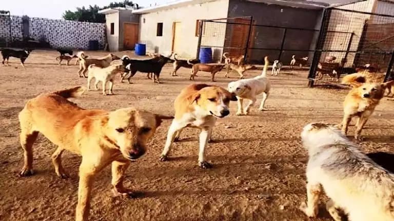 إجراءات فورية لمواجهة الكلاب الضالة بسوهاج