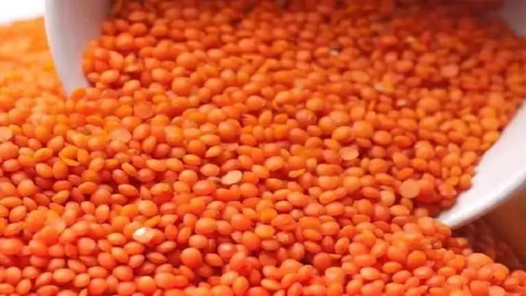 أسعار العدس ترتفع 1500 جنيه للطن
