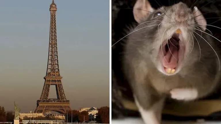 الفئران تنتشر في مترو فرنسا
