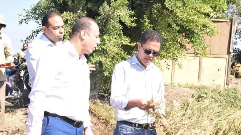 بنها تقترب من تسجيل سلالتي أرز جديدة
