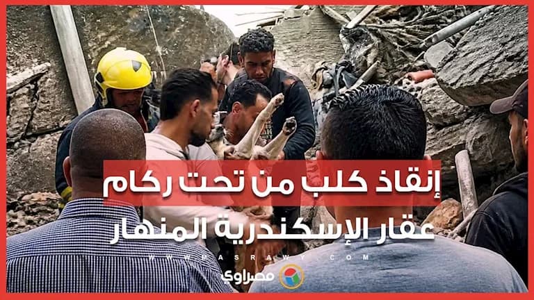 إنقاذ كلب من أنقاض عمارة الإسكندرية
