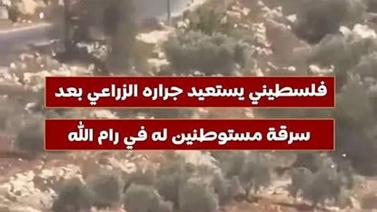 فلسطيني يستعيد جراره بعد سرقته في رام الله