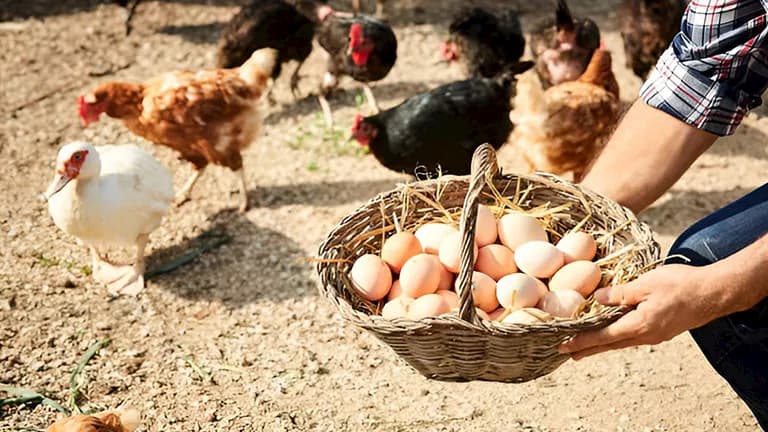 ارتفاع كبير في أسعار البيض مع استمرار تدهور التكاليف