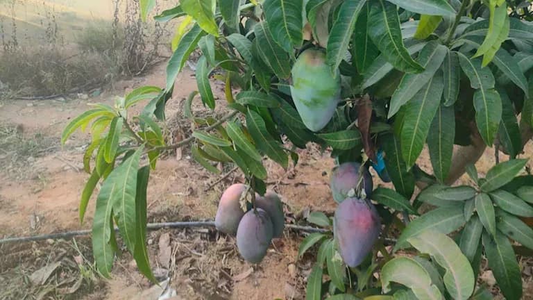 مزارع الفيوم تتجه لزراعة المانجو