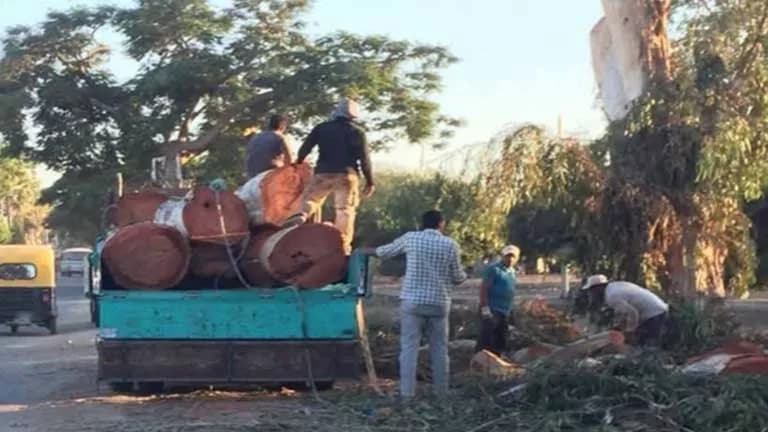قصة أشجار إدفينا القديمة