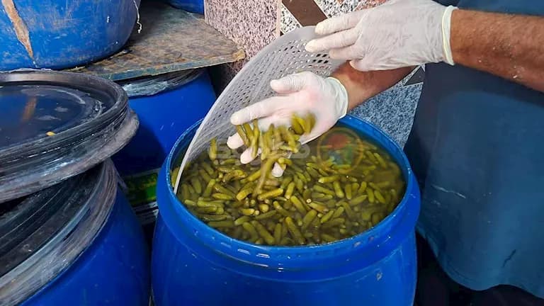 رحلة صناعة الطرشي في المنيا
