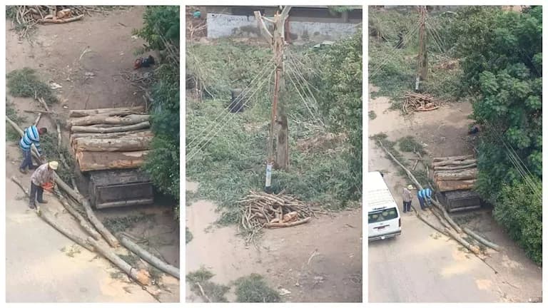 قطع أشجار جنزور يثير الجدل في المنوفية