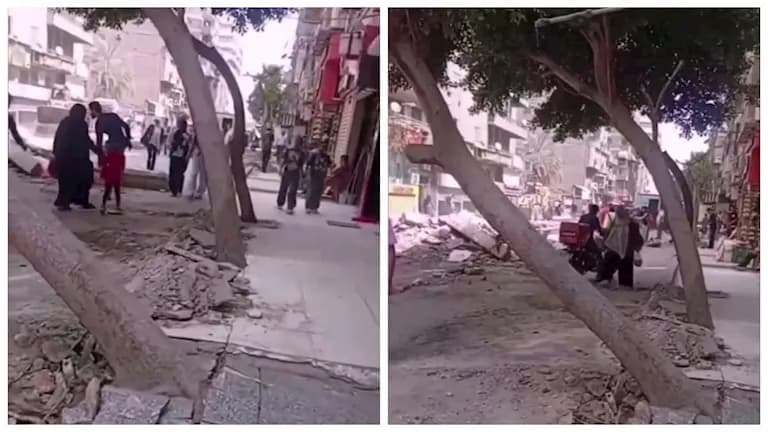 حكمية تنفي قطع شجرة بعين شمس