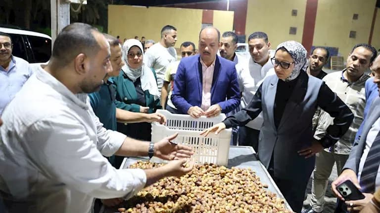 إرشادات مهمة لتمور الوادي الجديد مع الحصاد
