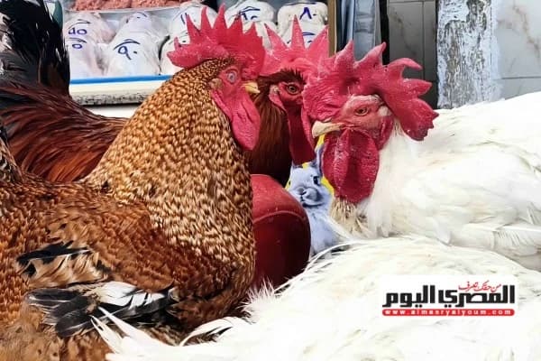 أسعار الفراخ اليوم الأحد 30 أغسطس