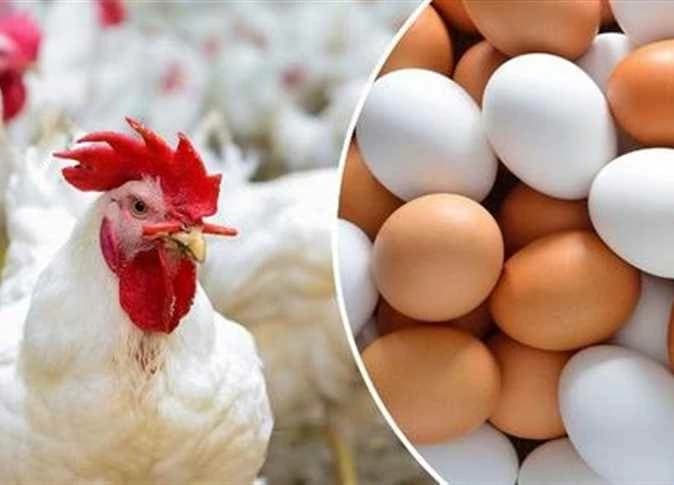 أسعار الدجاج والبيض في مطروح الثلاثاء