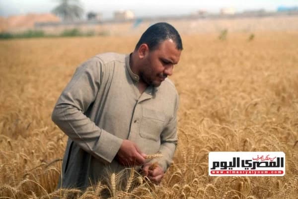 حسين أبو صدام يوضح استحالة استهلاك دولة لهذا الكم من القمح