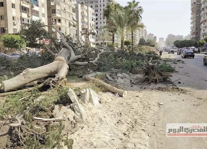 برلمانية تحذر من قطع الأشجار
