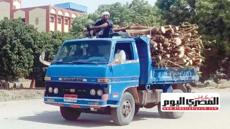 استمرار قطع الأشجار