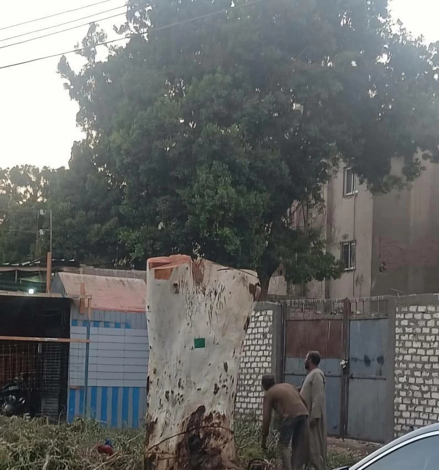 الجهات التنفيذية تتخذ إجراءات صارمة ضد قاطعي الأشجار