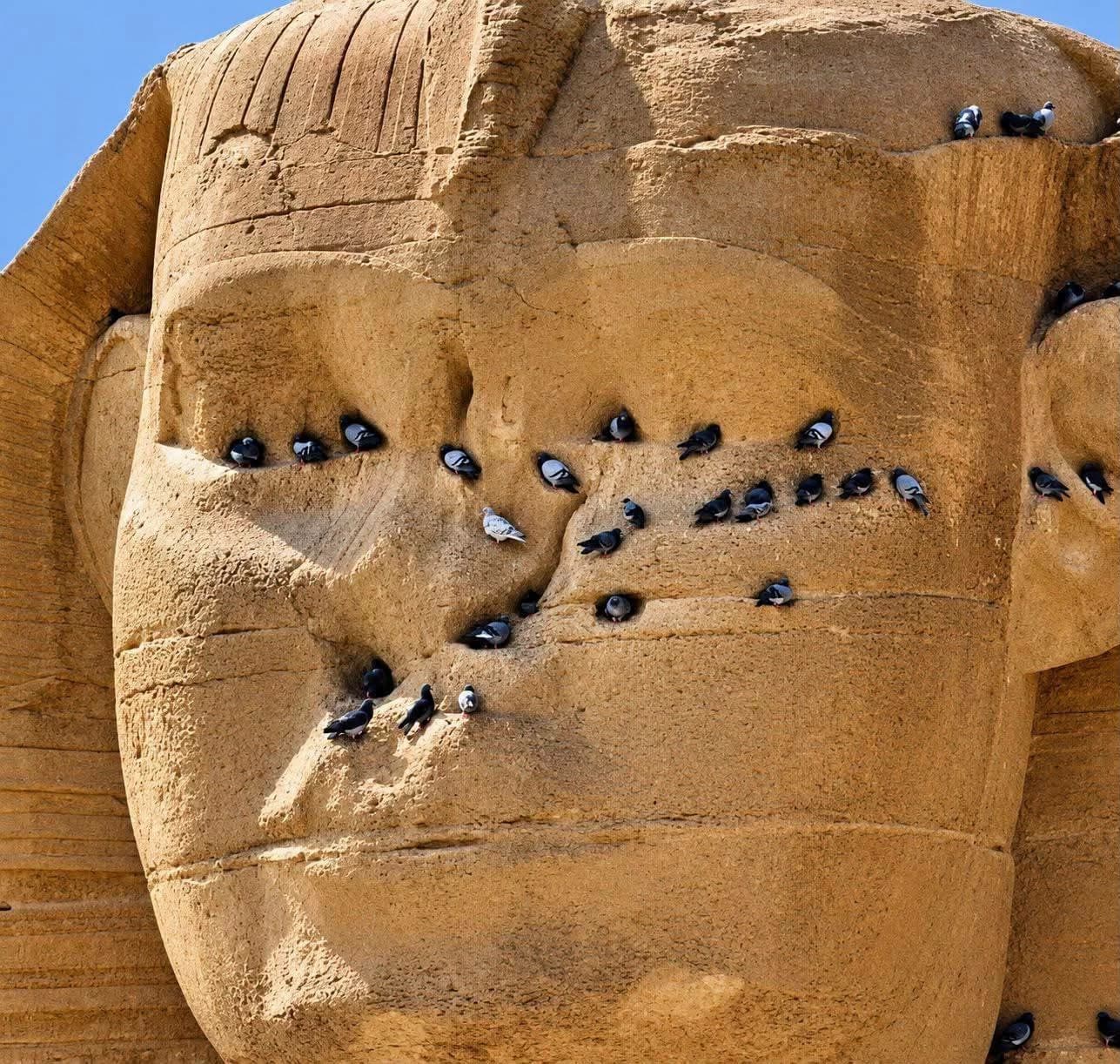 حمام يحاصر أبو الهول بعد 4500 سنة