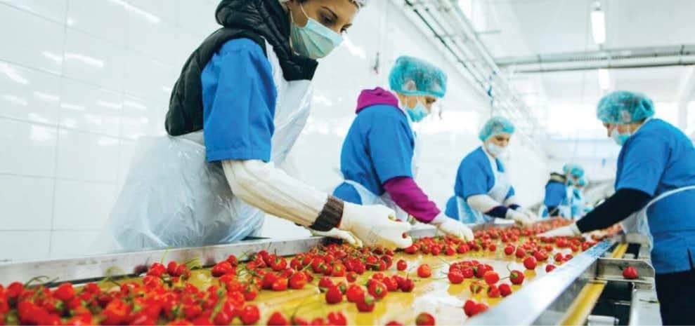 تقرير حكومي: صادرات الصناعات الغذائية المصرية تتجاوز 6.9 مليارات دولار في 2025