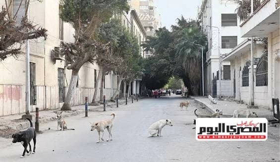 برلماني يقترح إجراءات بشأن الكلاب الضالة