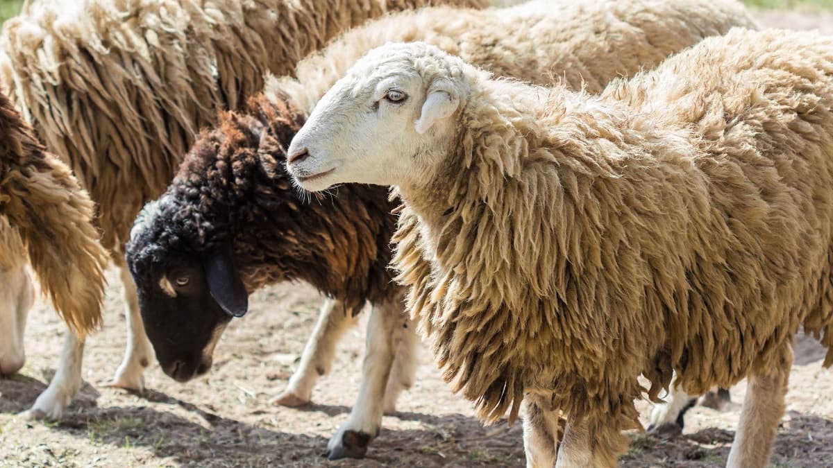 Mafraq livestock owners urged to update sheep papers