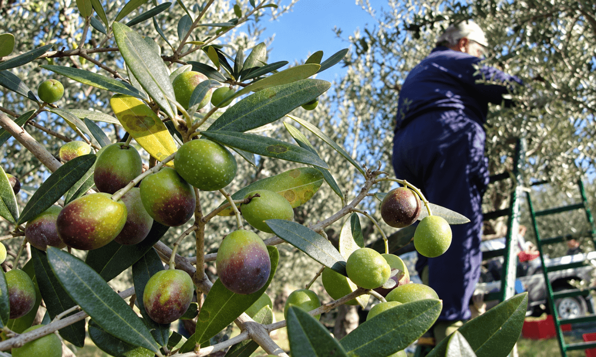 Southern olives face harvest and fire risks