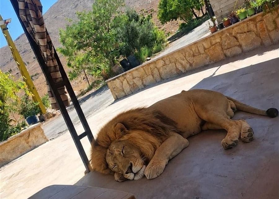 الزراعة تتدخل لإنقاذ أسد في اللبوة