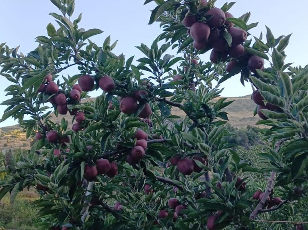 Tanourine mayor urges to save apple season