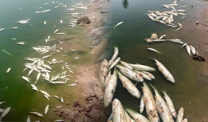 Fish die-off in Euphrates raises ec0 concerns