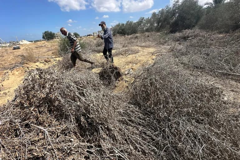 Gaza Loses Olive Trees Again