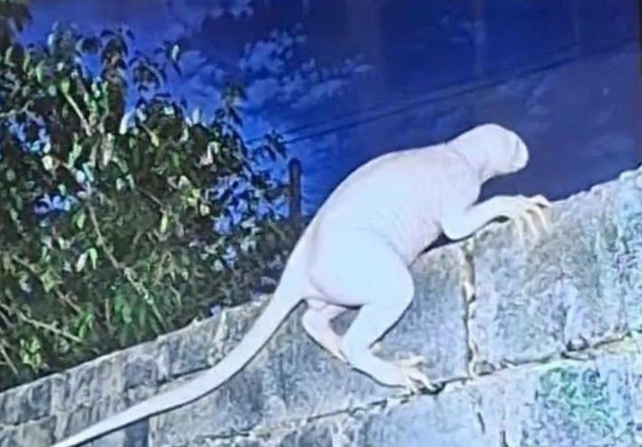 Mysterious Predator Reported at US-Mexico Border