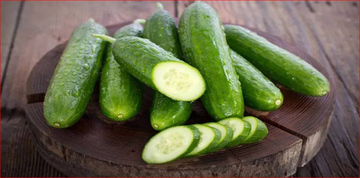 Reasons for cucumber’s dietary popularity
