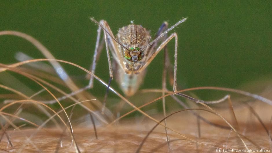 Africas virus spread via climate change