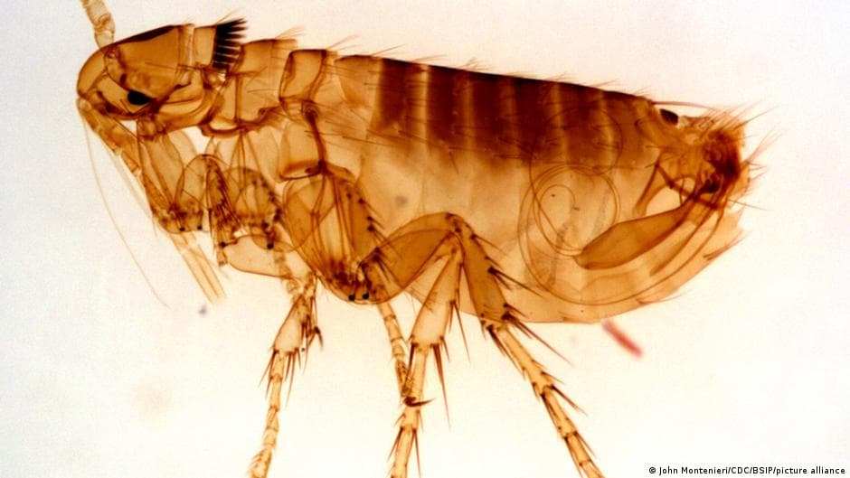 The ongoing threat of the plague