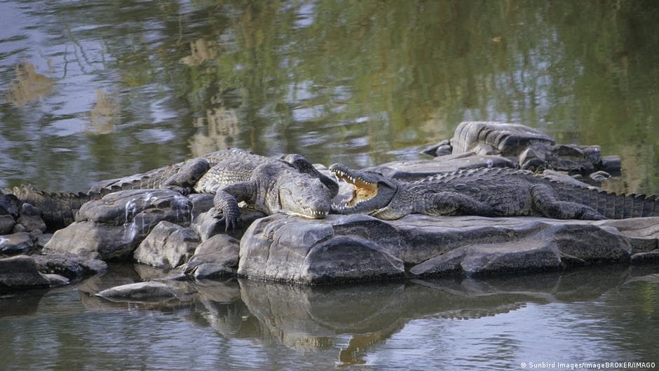 Crocodile fears spread in Sudan