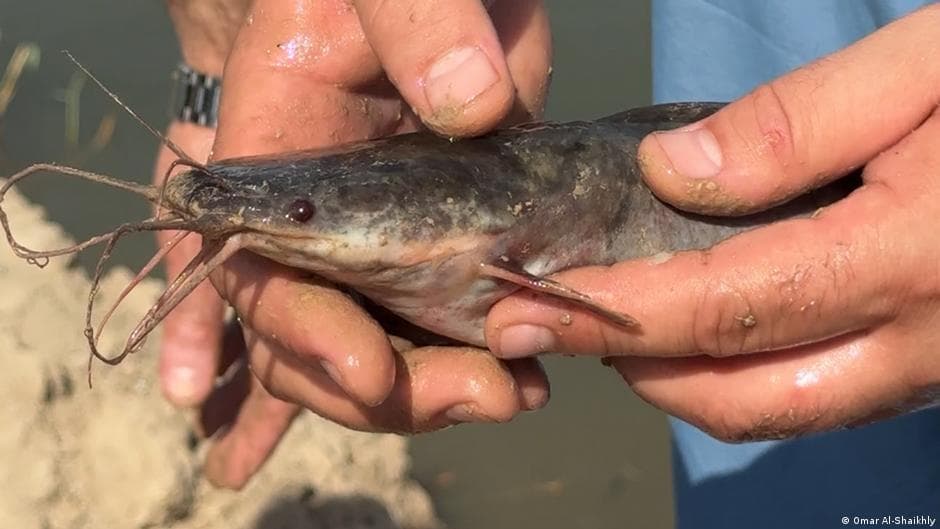 Biological invasion endangers Iraqi rivers