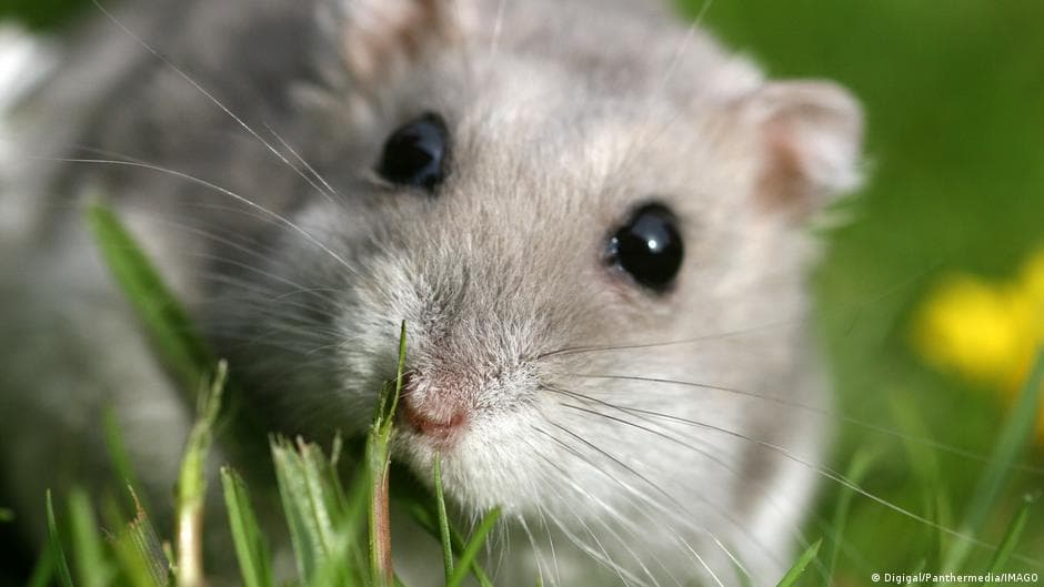 Japan man caught with women while harming hamsters
