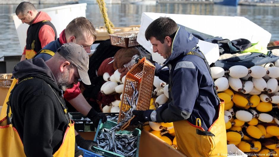 Climate change endangers Adriatic sardines