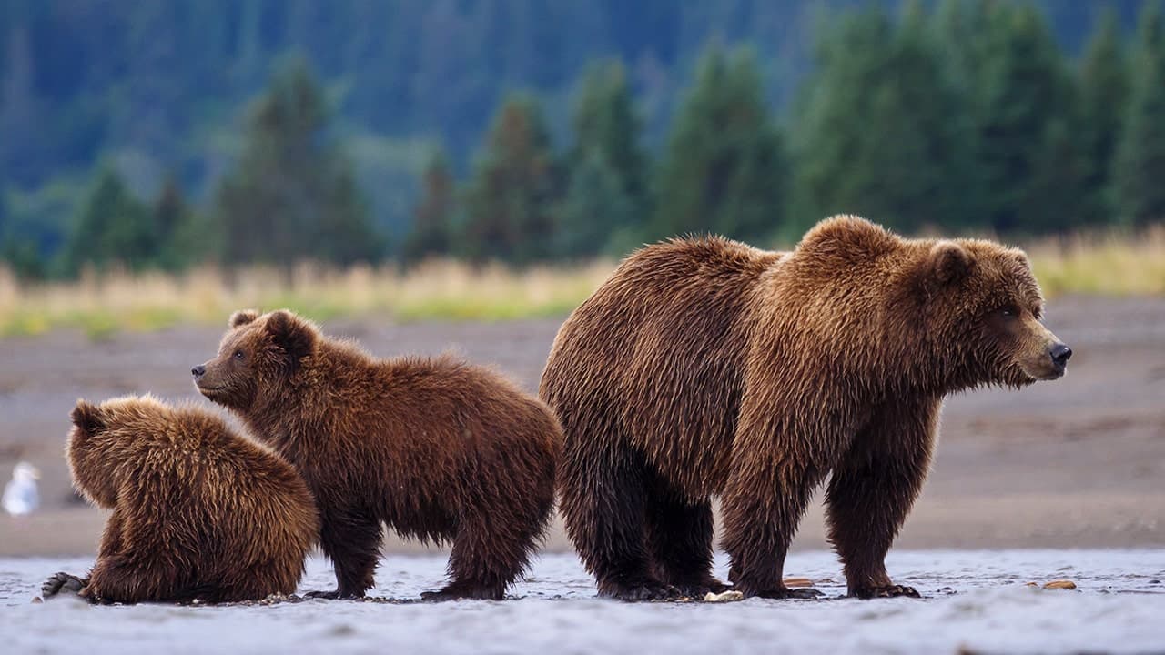 Washington's bear management change concludes