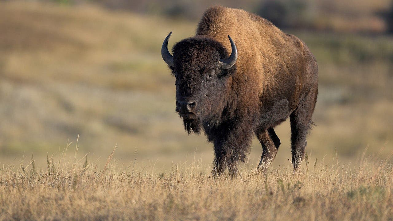 Tourists Near Resting Bison in Yellowstone