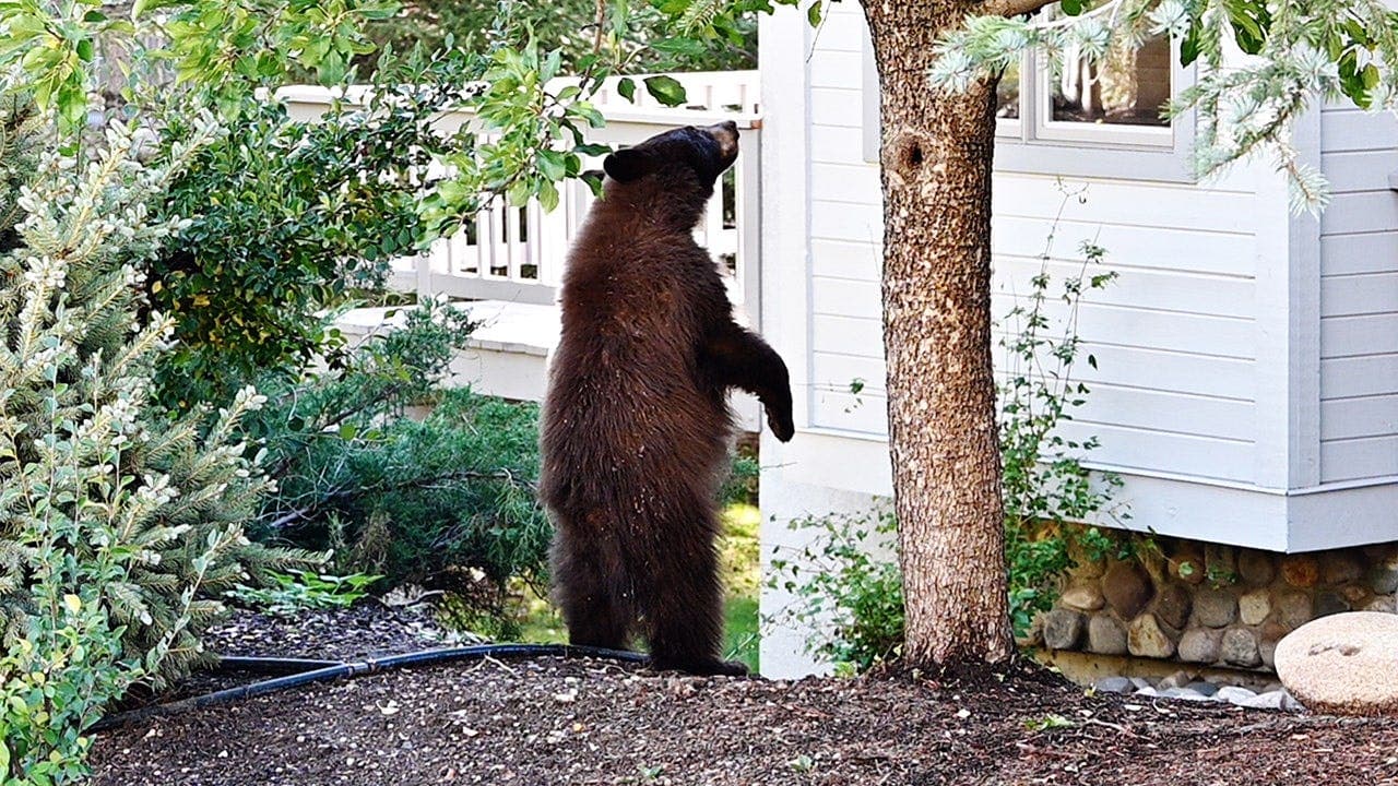 Black bears enter Lake Tahoe homes amid rising break-ins