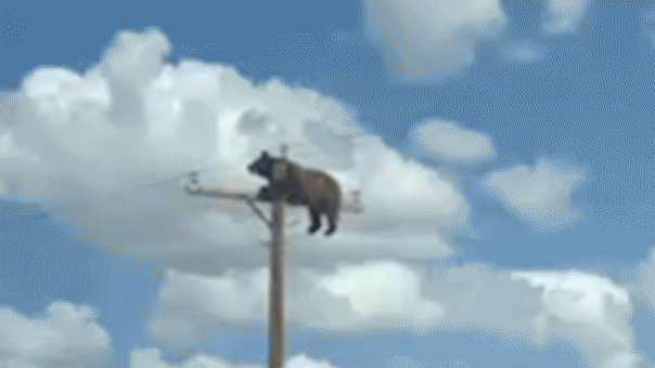 Bear filmed on utility pole before electrocution
