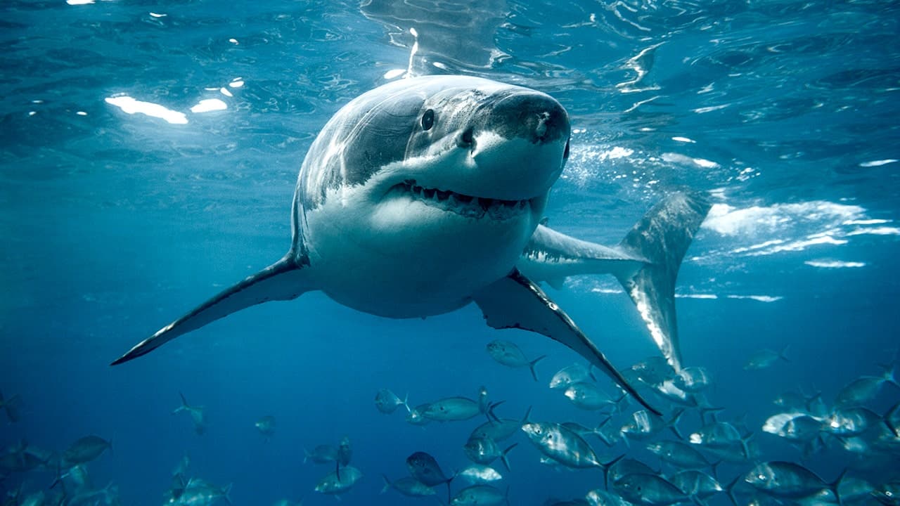Experts warn against eating shark during Shark Week