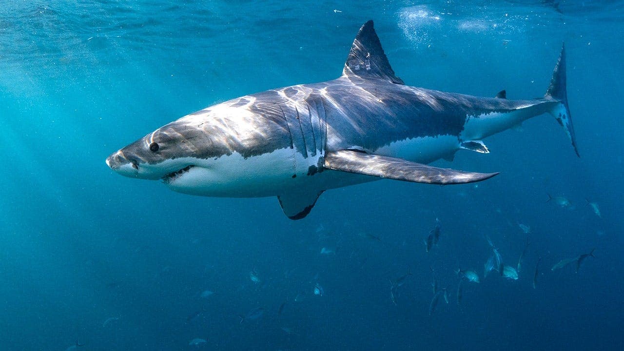 Shark Week Advice to Prevent Bites