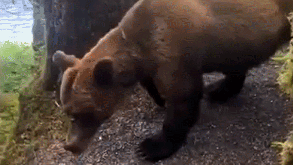 Hikers confront survival after bear encounter
