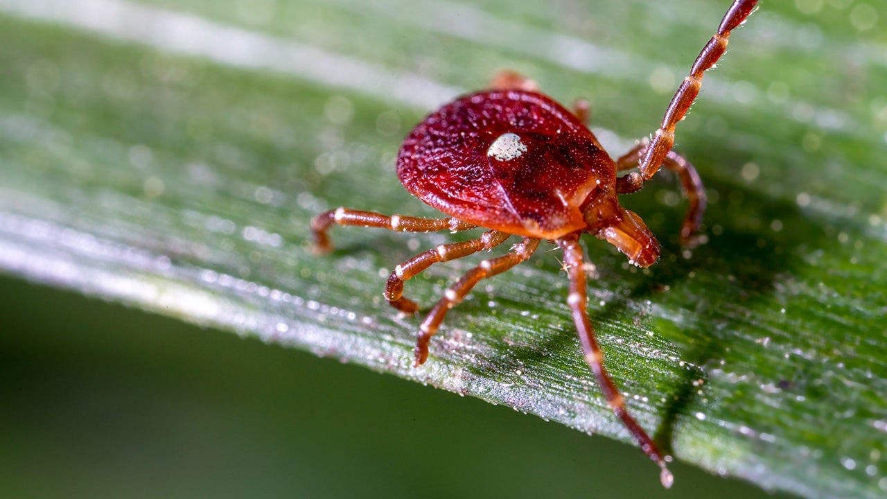 Experts warn of Bourbon virus after NY case