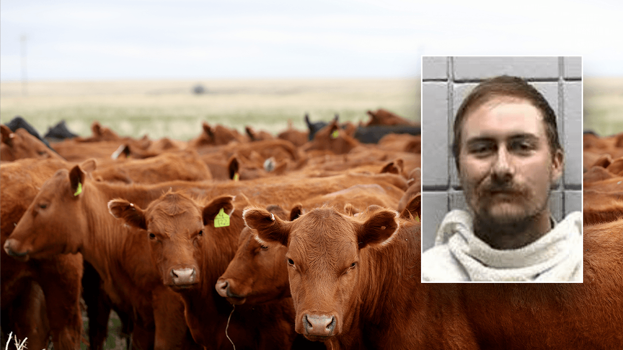 Texas man accused of issuing bad checks for 77 cattle