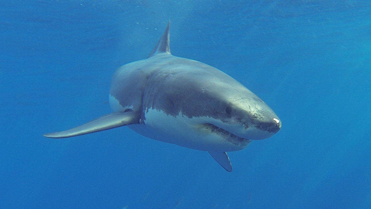 Shark survivor recalls eye-poking incident